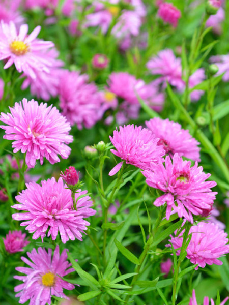 Aster novi-belgii &#039;Rosa Perle&#039;, Glattblatt-Aster