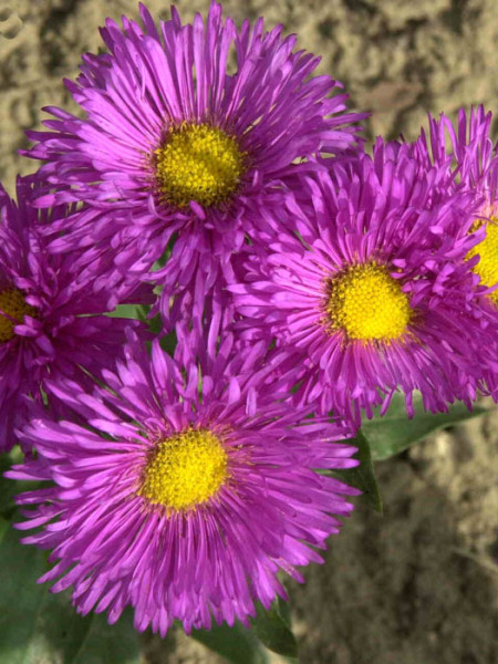 Erigeron x cultorum &#039;Rotes Meer&#039;, Feinstrahlaster