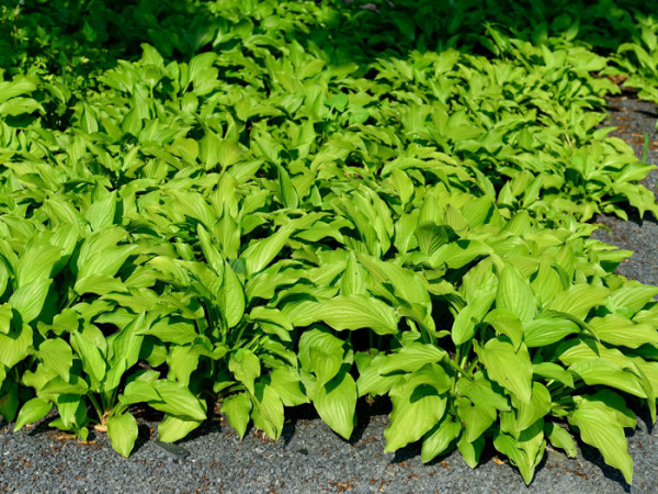 Hosta plantaginea &#039;Royal Standard&#039;, Lilien-Funkie, Herzblatt-Lilie