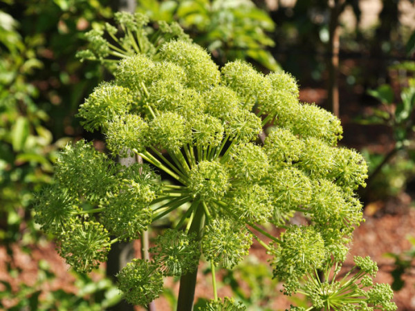 Angelica achangelica, Engelwurz, Dreieinigkeitswurzel