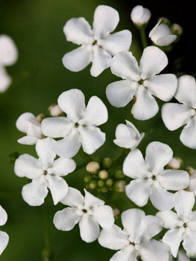 Brunnera macrophylla &#039;Betty Bowering&#039; Kaukasus-Vergissmeinnicht