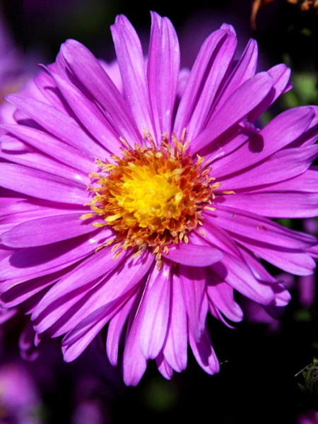 Aster novi-belgii &#039;Karminkuppel&#039;, Glattblatt-Aster