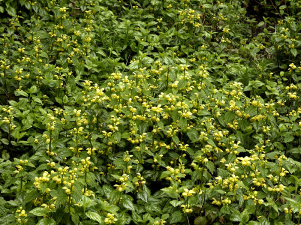 Lamiastrum galeobdolon &#039;Florentinum&#039;, Goldnessel, florentiner Goldnessel