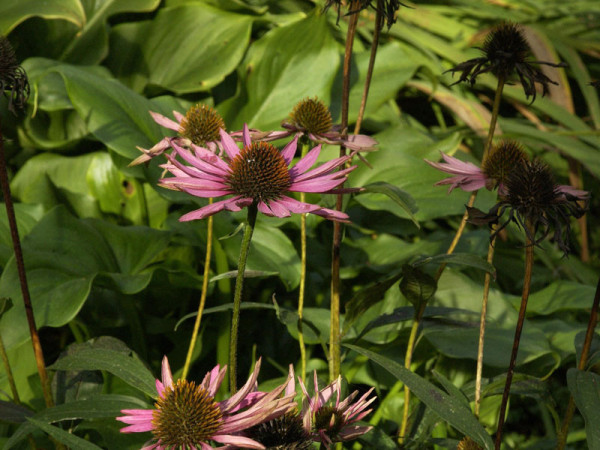 Echinacea purpurea &#039;Pica Bella&#039;, Scheinsonnenhut