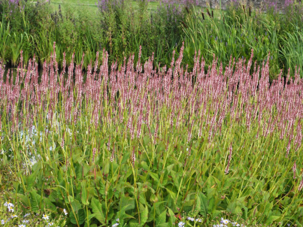 Bistorta (syn. Polygonum) amplexicaule &#039;Roseum&#039; (syn. auch Persicaria), Kerzenknöterich, Wiesenknöterich