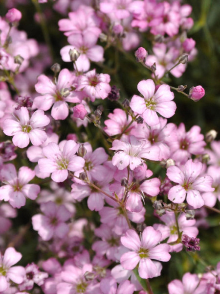 Blüten des Zwergschleierkrauts 'Rosea'