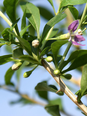 Goji-Beere, Wolfsbeere, (Lycium barbarum)