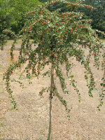 Cotoneaster dammeri 'Coral Beauty', Kriechmispel