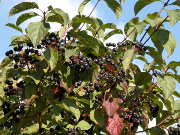 Cornus sanguinea, Roter Hartriegel