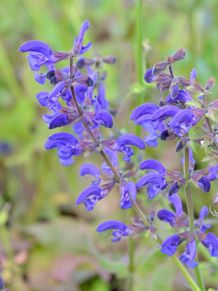 Salvia pratensis, Wiesensalbei