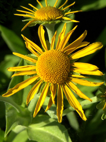 Helenium hoopesii, Frühsommer-Sonnenbraut