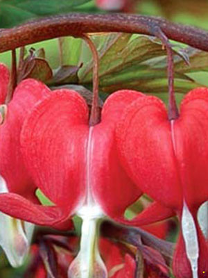 Dicentra spectabilis &#039;Valentine&#039;, orange-rotes Tränendes Herz