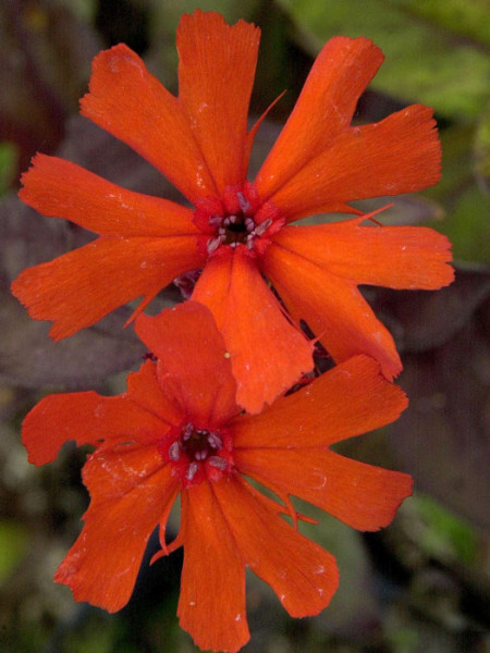 Lychnis (syn. Silene) x arkwrightii &#039;Vesuvius&#039;, Lichtnelke, Pechnelke