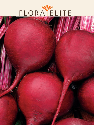 Rote Rübe 'Rote Kugel 2' (Art.Nr. 21415)