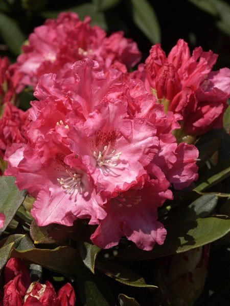 Rhododendron &#039;Tina Heinje&#039;