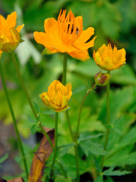 Trollius chinensis &#039;Golden Queen&#039;, Chinesische Trollblume