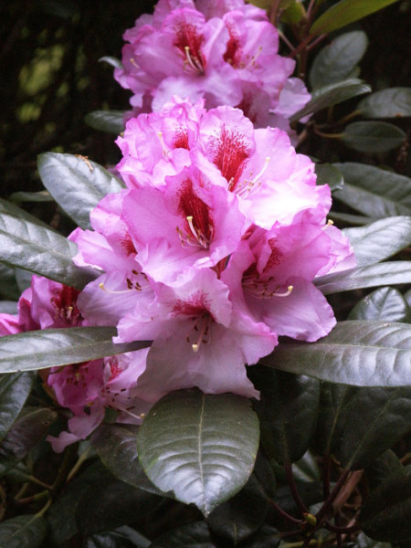 Rhododendron &#039;Diadem&#039;