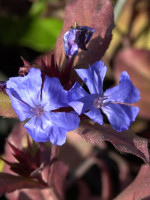 Ceratostigma plumbaginoides (M), Schein-Bleiwurz Staudenbleiwurz