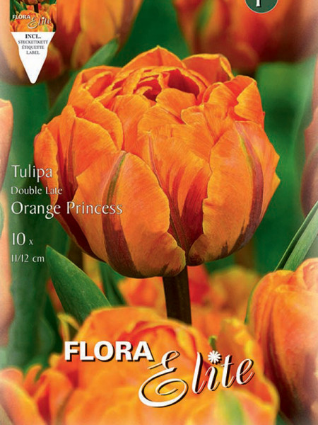 Tulpe Orange Princess