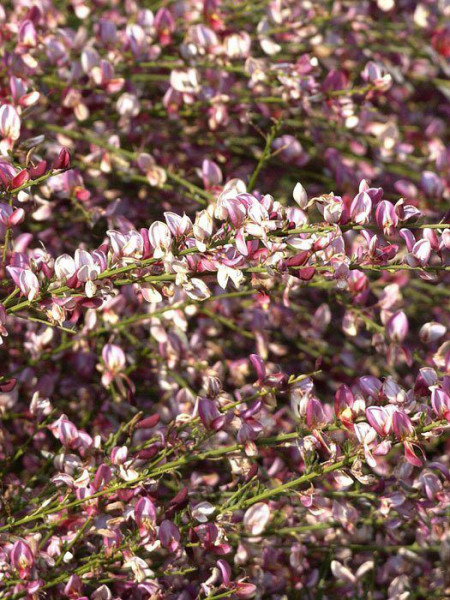 Rosarote Blüte des roten Elfenbein-Ginsters