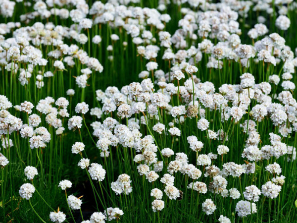 Armeria maritima &#039;Alba&#039;, weiße Grasnelke, Strand-Grasnelke