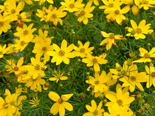 Coreopsis verticillata &#039;Zagreb&#039; (M), Quirlblättriges Schönauge, Netzblattstern