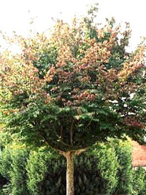 Parrotia persica, Persischer Eisenholzbaum - Hochstamm