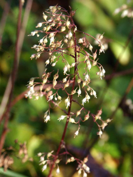 Heuchera x micrantha &#039;Palace Purple&#039; (M), Purpurglöckchen, Purpurblatt