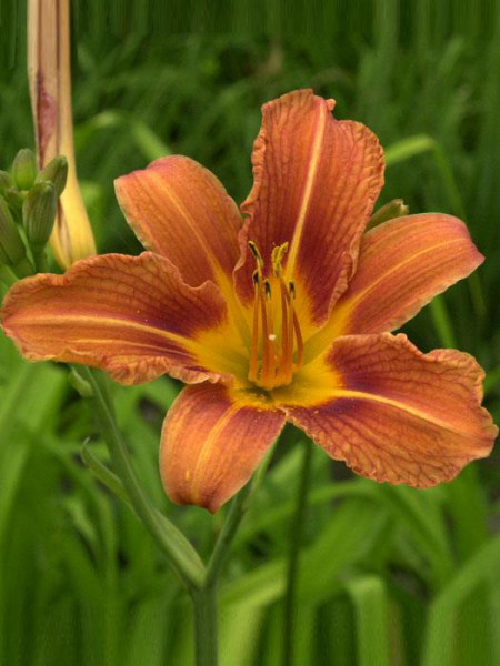 Hemerocallis fulva, Bahnwärter-Taglilie