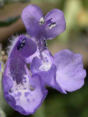 Dunkelblaue Blüte Katzenminze