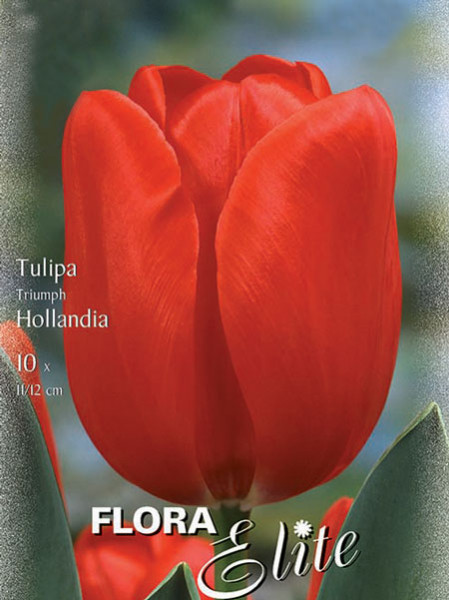Triumph-Tulpe 'Hollandia' (Art.Nr. 595224)