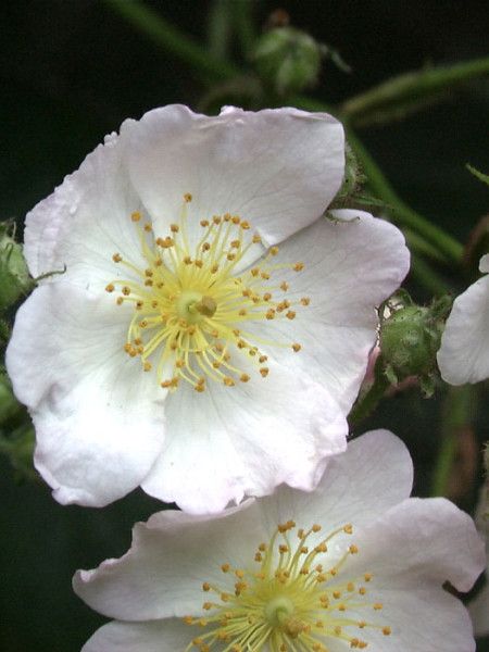 Vielblütige Rose Blüte