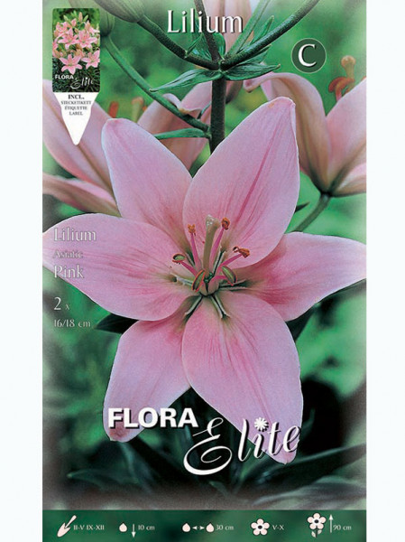 Asiatische Lilien-Hybride &#039;Pink&#039;, Lilium (Art.Nr. 5216680)