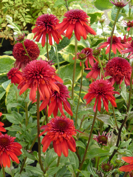 Echinacea purpurea &#039;Eccentric&#039;, Scheinsonnenhut