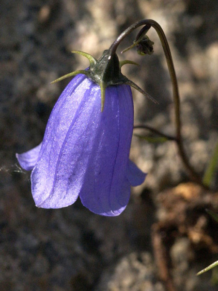 Campanula cochleariifolia (M), Zwergglockenblume, Gartenglockenblume