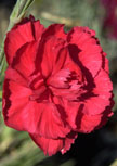 dianthus-david56d965fad7bff