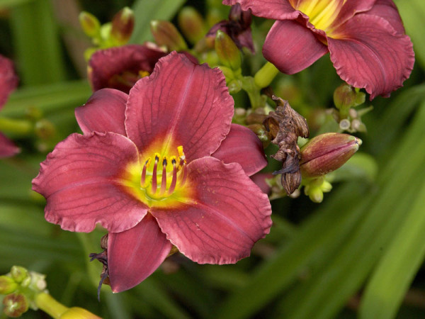 Hemerocallis Hybride &#039;Pardon Me&#039;, Taglilie