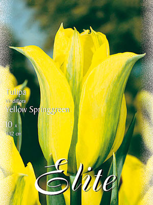Viridiflora Tulpe &#039;Yellow Springgreen&#039; (Art.Nr. 595626)