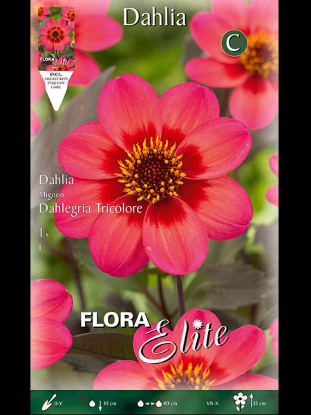 Mignon-Dahlie &#039;Dahlegria Tricolore&#039;, Dahlia (Art.Nr. 520556)