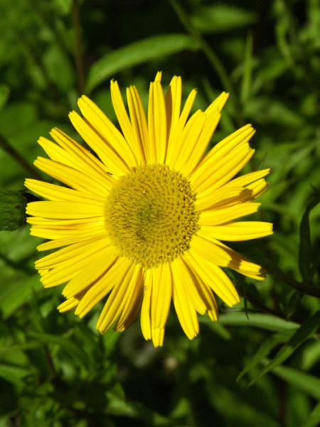 Buphthalmum salicifolium, Ochsenauge, Goldmargerite