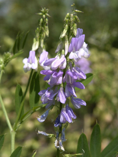 Baptisia australis, Indigolupine