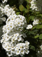 Spiraea vanhouttei, Prachtspiere