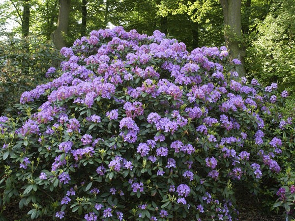 Rhododendron &#039;Fastuosum Flore Pleno&#039;