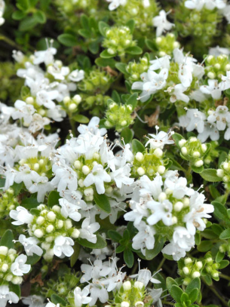 Thymus serpyllum &#039;Albus&#039; (M), Weißer Sandthymian, Teppich-Thymian