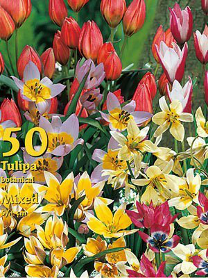 Botanische Tulpen-Prachtmischung (Großpackung) (Art.Nr. 597854)