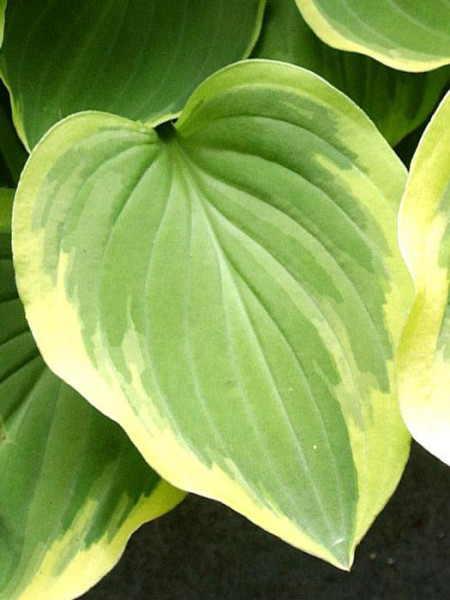 Hosta nakaiana &#039;Golden Tiara&#039; (M), Kleine Goldrand-Funkie, Herzblatt-Lilie