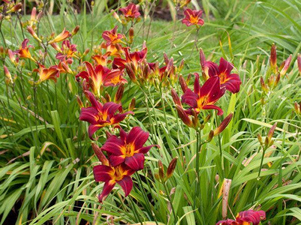 Hemerocallis x cultorum &#039;Chicago Apache&#039;, Garten-Taglilie