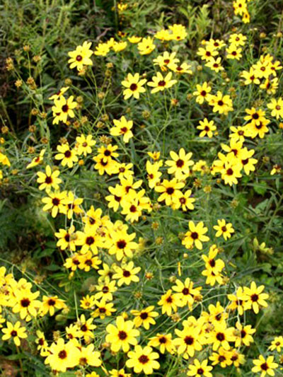 Coreopsis tripteris, Hohes Schönauge