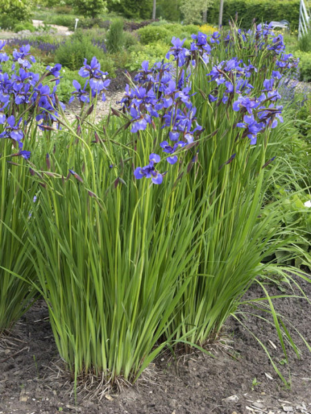 Iris sibirica &#039;Caesar&#039;s Brother&#039;, Wiesen-Iris, Wiesen-Schwertlilie