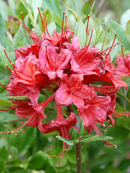 Rhododendron viscosum &#039;Millenium&#039;, sommergrüne japanische Gartenazalee